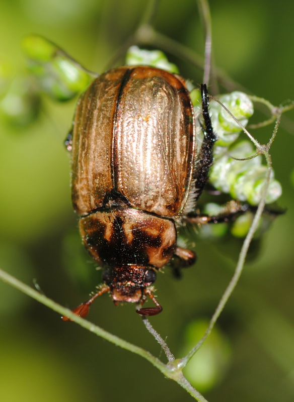 Identificazione: Anomala sp. (Rutelidae)